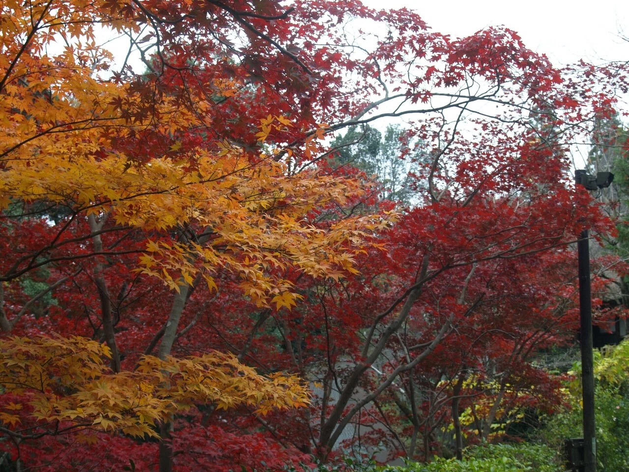 ♪秋の夕日に 照る山もみじ♪ 川崎市多摩区 生田緑地 |popodoll