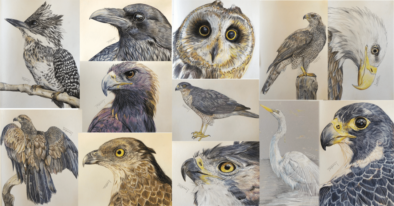 【使い勝手の良い】 鳥の絵を載せるだけの日 23｜橘鶫TachibanaTsugumi 絵画