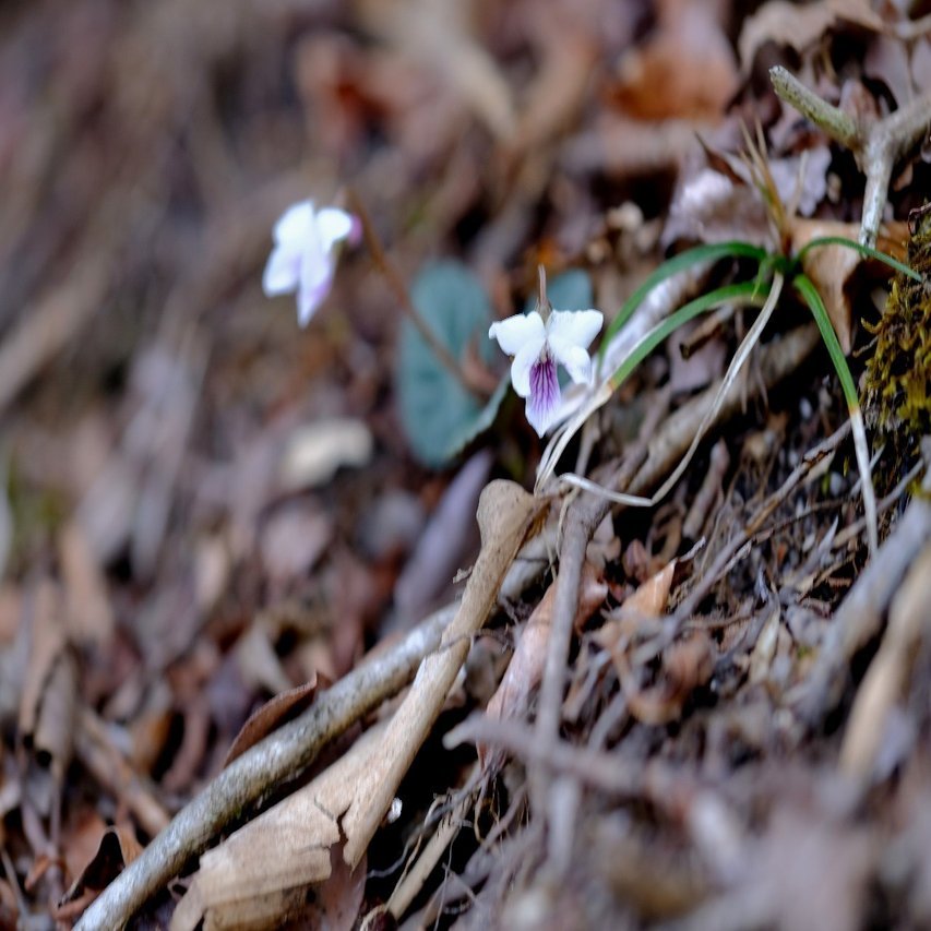 小さな小さな フモトスミレ Hhaannaaiihh Note