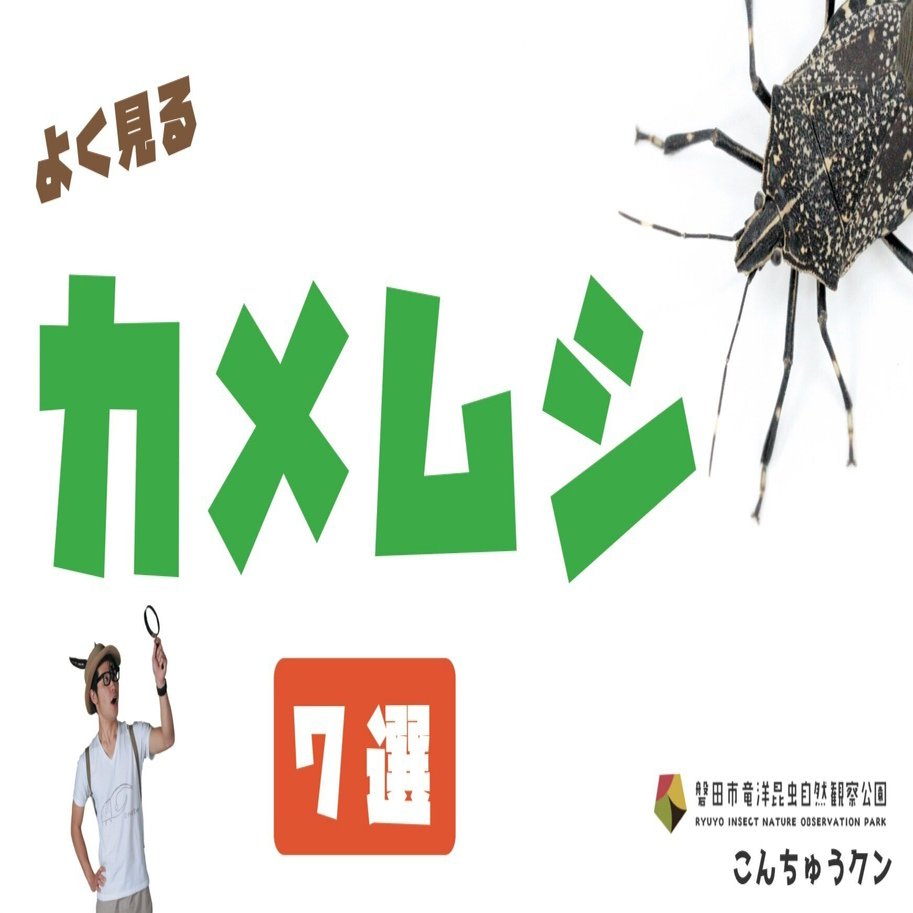 キマダラカメムシと青リンゴ臭 | アリ塚