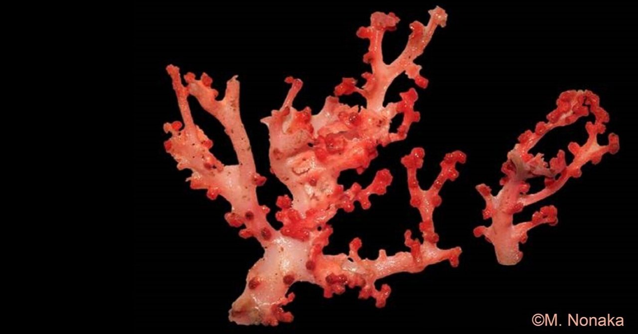 rectangle_large_type_2_2aff582