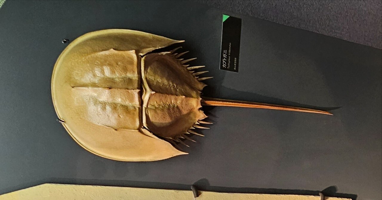 【めっちゃ変わる】 カブトガニ標本 天然記念物 割り切れれ 標本