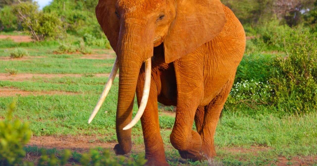 出社行為のテーマ 杉ライカ ダイハードテイルズ