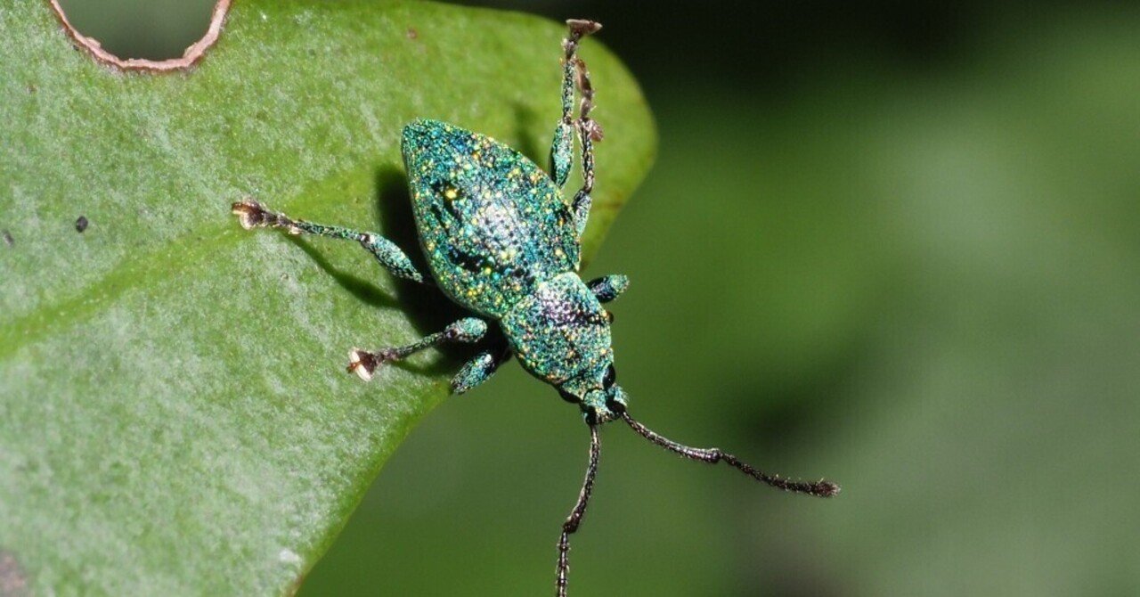 森の小さな宝石たち ―母島列島のヒメカタゾウムシ―｜都レンジャー