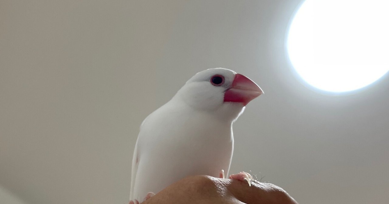 君たちはもっと文鳥の素晴らしさを知るべきだ｜シロイ