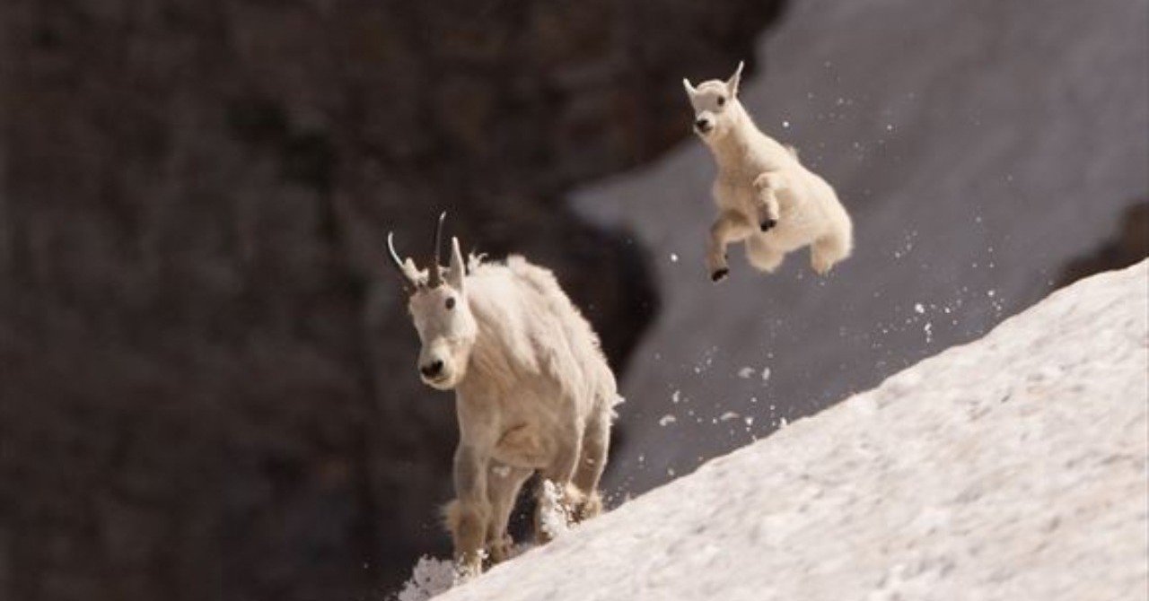 贖罪のヤギはどうしてヤギなのか みっちぇるの秘密の部屋 Note 贖罪のヤギはどうしてヤギなのか みっちぇるの秘密の部屋 Note