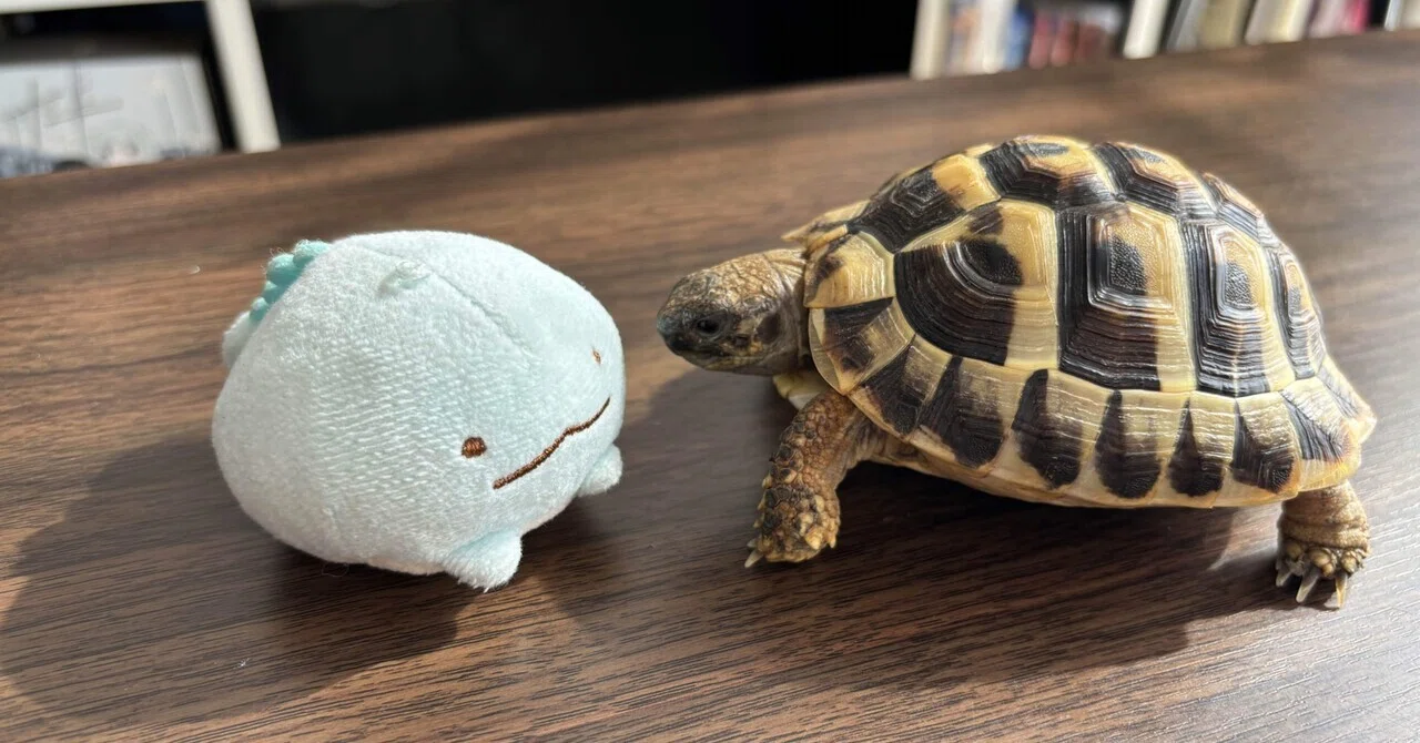 日記】カメとの生活に慣れてきて感じること｜数奇