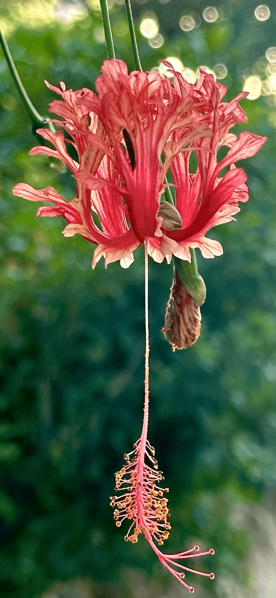 しょりん❣️Aloha～うさぎちゃん夏❣️ハイビスカス、ヤシの木