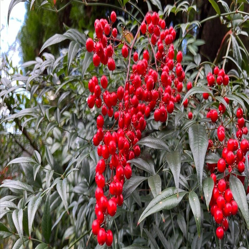 ナンテン（南天）の魅力：庭木から、園芸、生態への影響｜花神