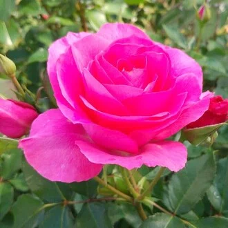 Pink Color Rose Note Pink Rose|note