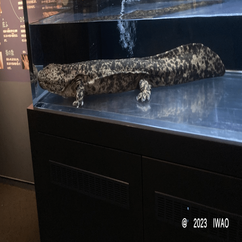 オオサンショウウオに沼った展－京都水族館企画展示－(2023/11/26