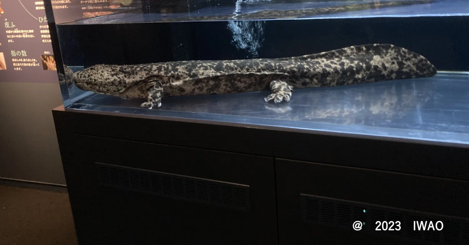 オオサンショウウオに沼った展-京都水族館企画展示-(2023/11/26 オオサンショウウオに沼った展-京都水族館企画展示-(2023/11/26