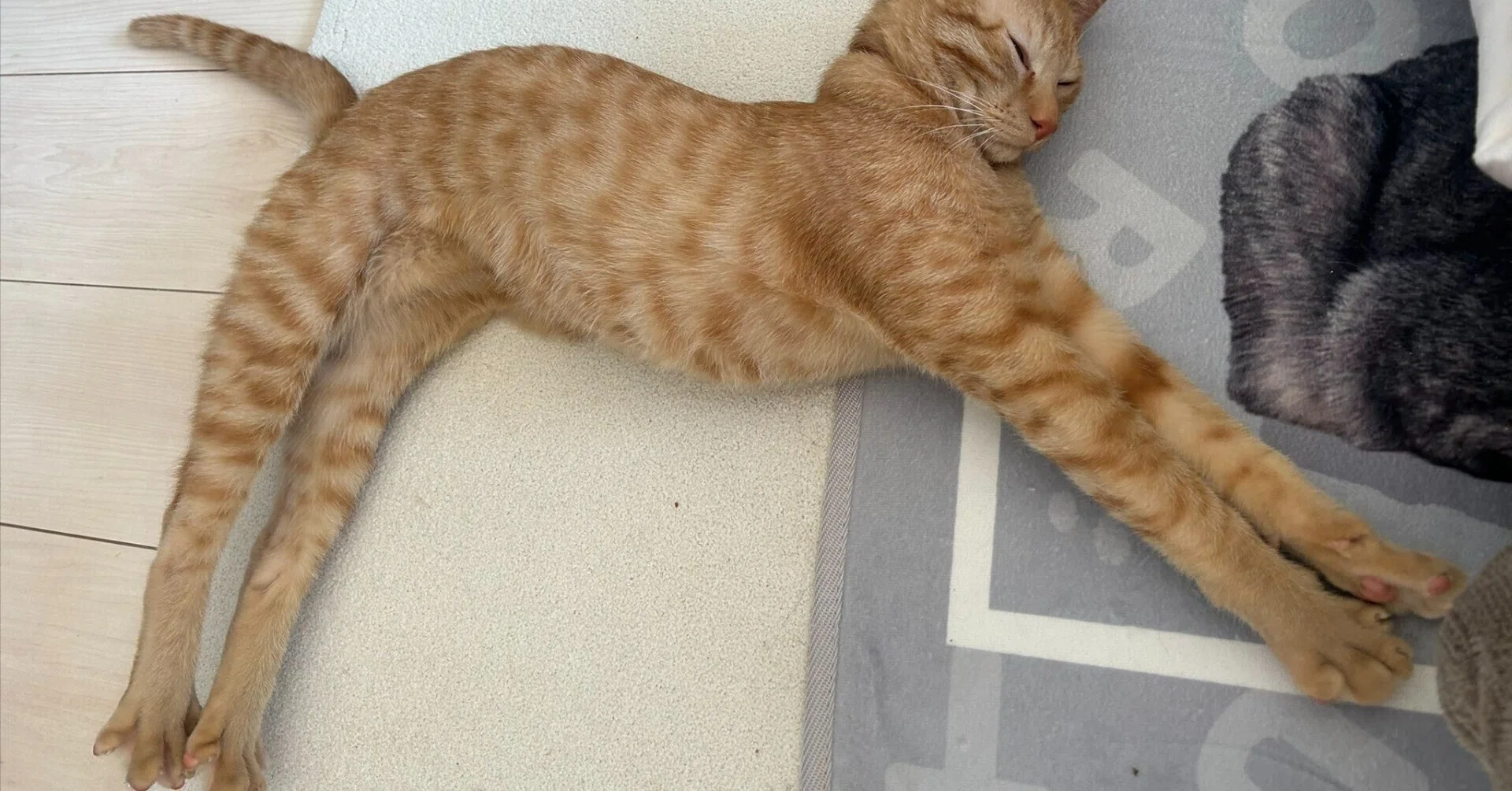 手足長ーいw」こんなにスレンダーな猫は珍しい！モデルのような体型を