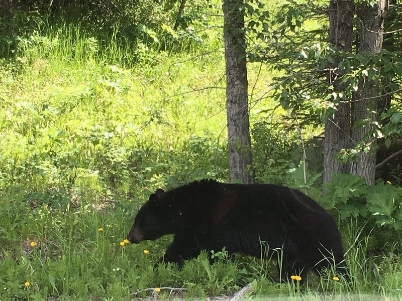 森のくまさん カナダでしていた熊対策 おはぎ Note