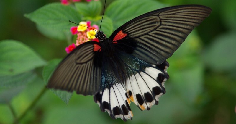 ベトナムの蝶 特集