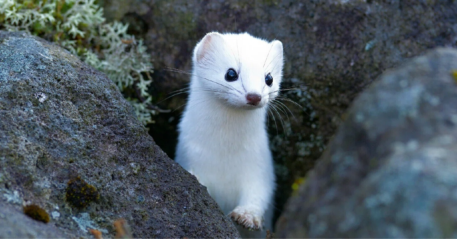 イタチ みたい な 動物