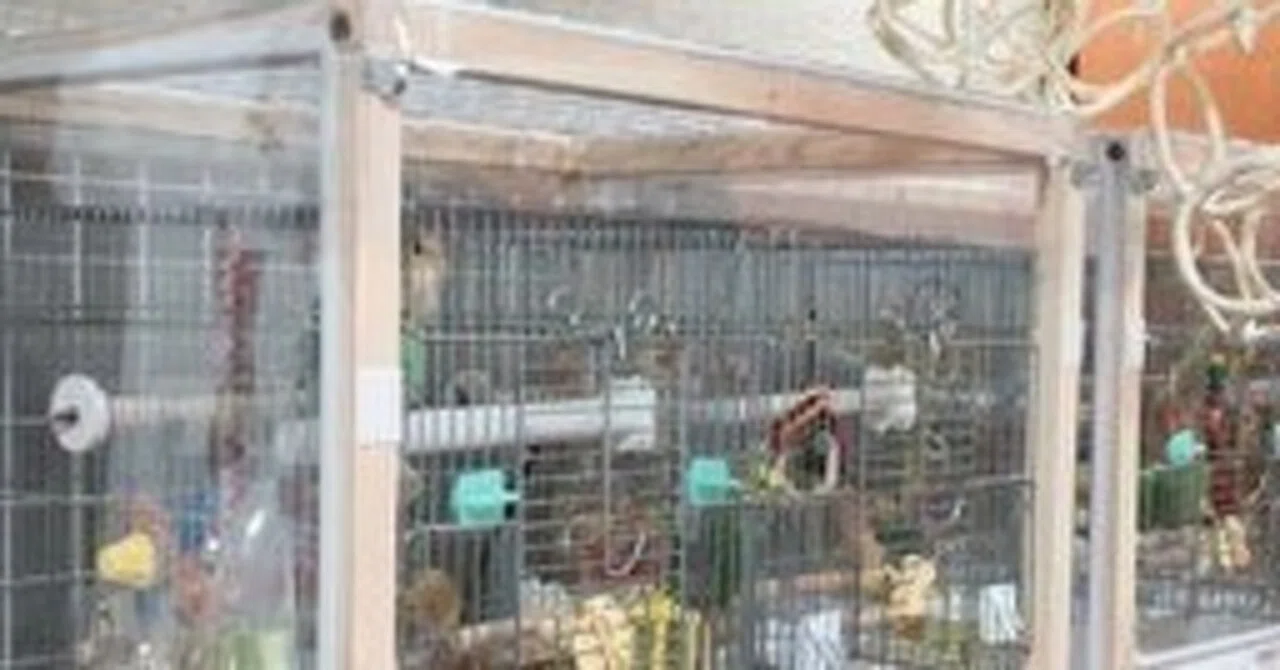 自作保温ケースでインコさん達の冬支度｜yasushi