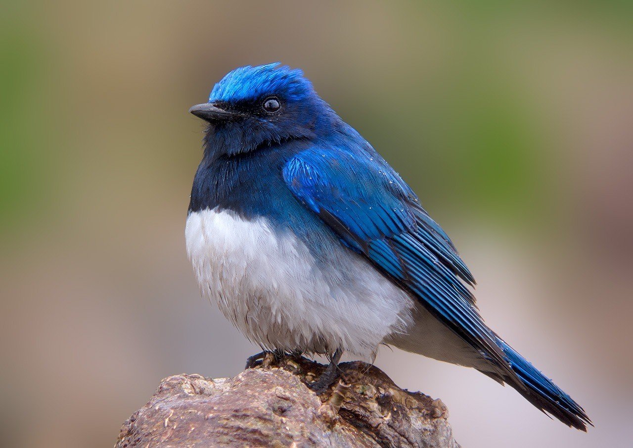 やっと会えた幸せの青い鳥｜TOMOKI KOKUBUN Photography｜note
