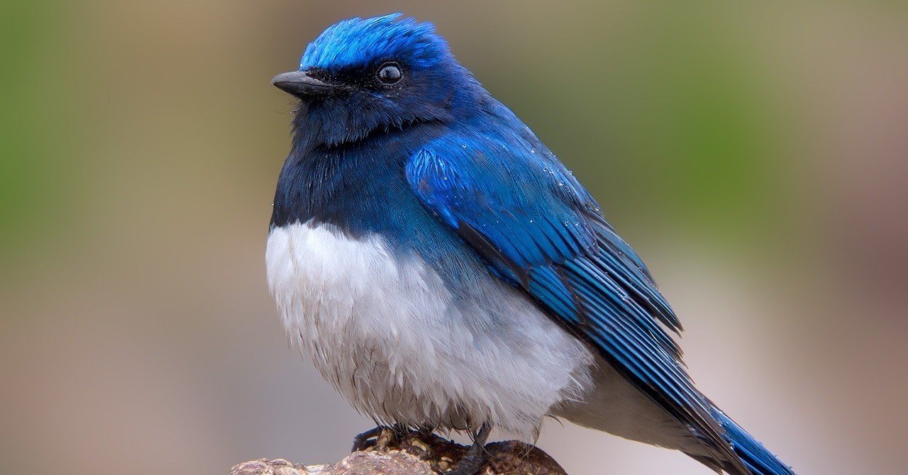 やっと会えた幸せの青い鳥｜TOMOKI KOKUBUN Photography