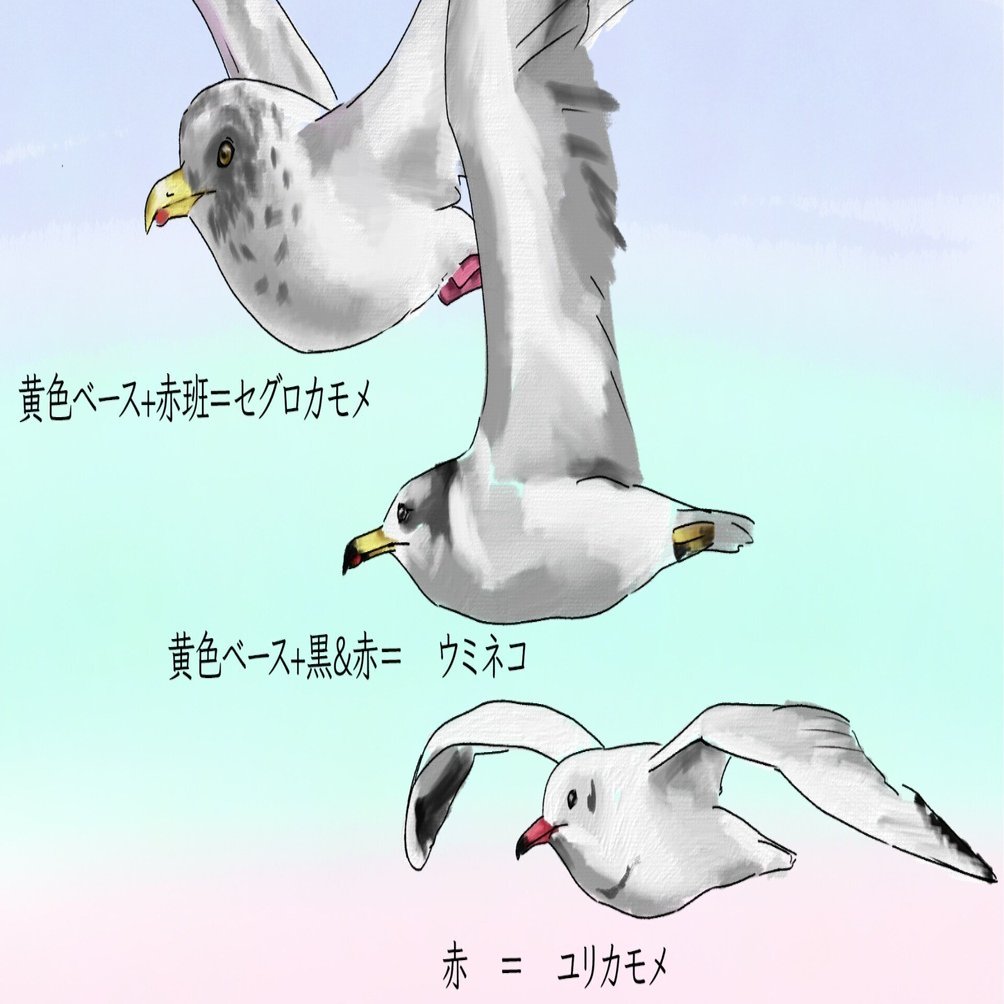 くちばしで見分ける｜カモメ3種｜くますけ｜自然ガイド・クリエイター