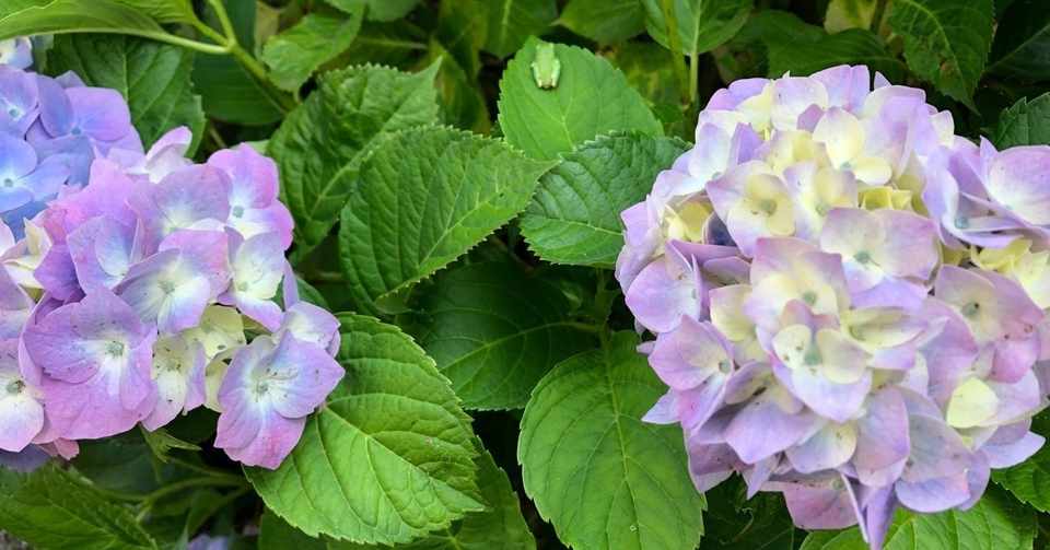 紫陽花の葉で休むカエルを可愛いと思える今 大つか Note