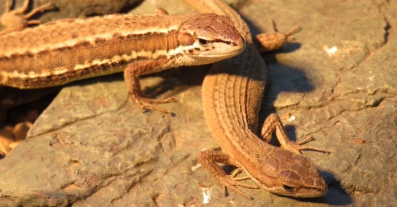 カナヘビの飼育について 青丹 Note