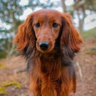 ebi "犬と愛犬家に贈るnote"