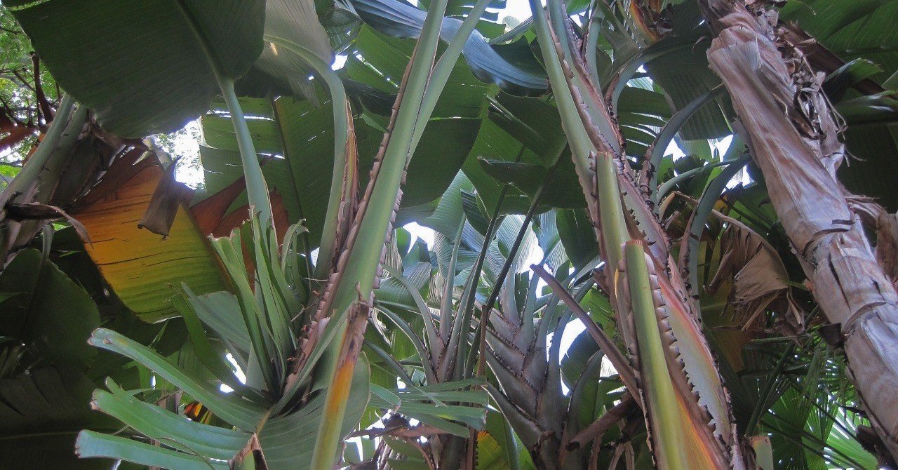 週末投稿 四季がある日本のバナナ 18 実だけでない バナナ利用法 Pingubanana Note