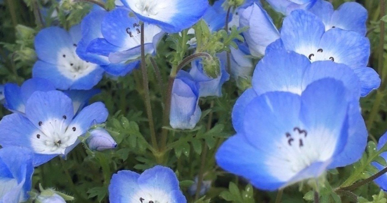 ネモフィラ 英語 Article