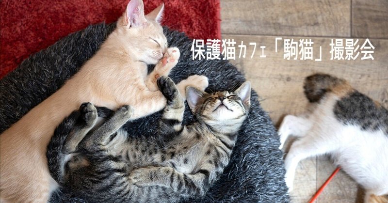 【12/23(土)開催】保護猫カフェ駒猫撮影会