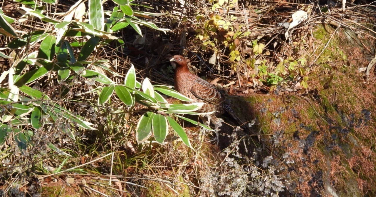 Copper Pheasant Crossing Birdwatching Report Part 2/3 November 2023｜ちる ...