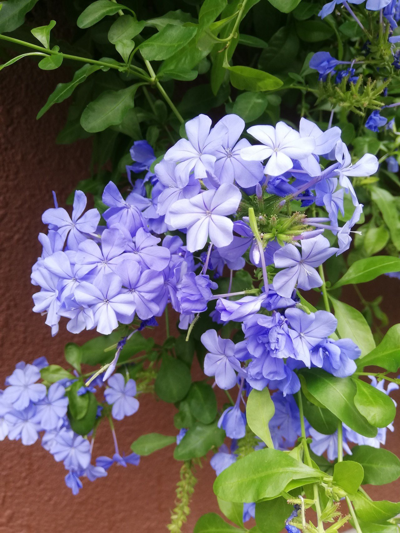 紫色の花と白の紫陽花 Takechanman Bot Note