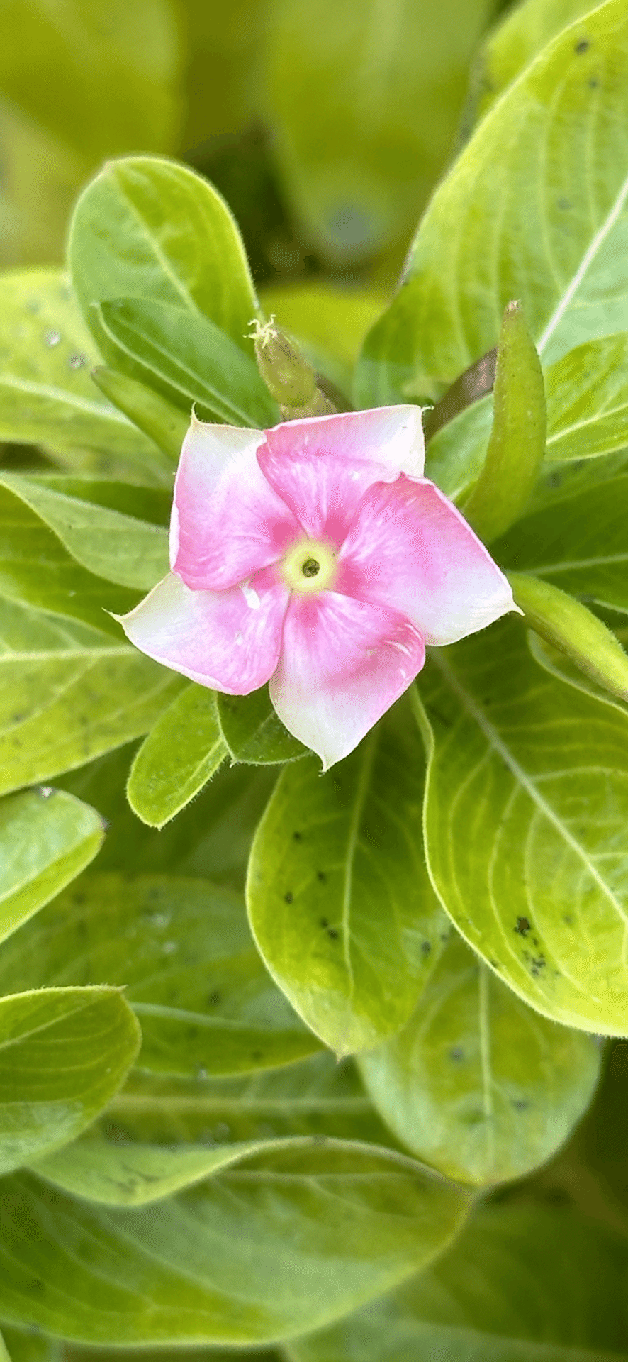 VINCA - PINK MAGIC｜EGGSEED