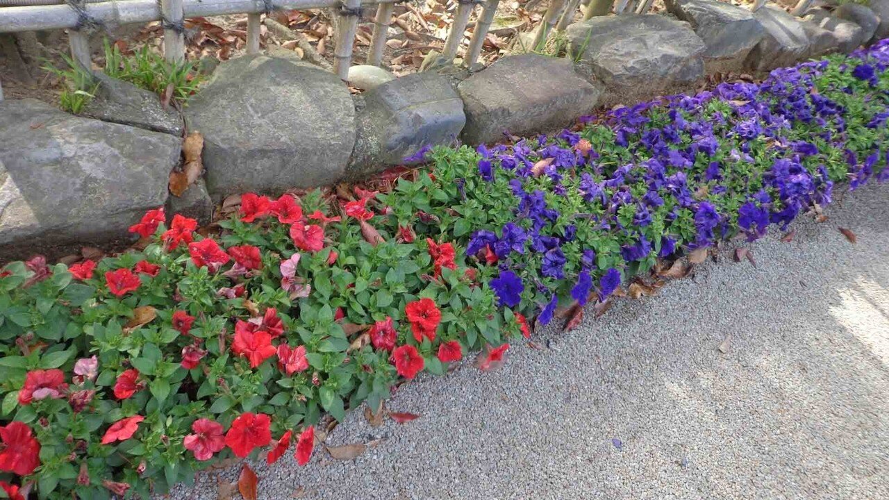 玉藻公園_5月4日__赤と青の花