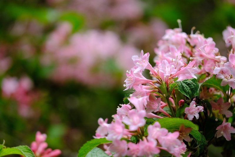 鮮やかピンクの花 タニウツギ Hhaannaaiihh Note