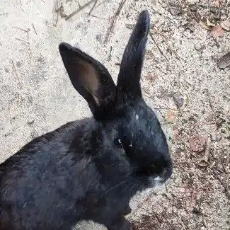 くろうさぎ