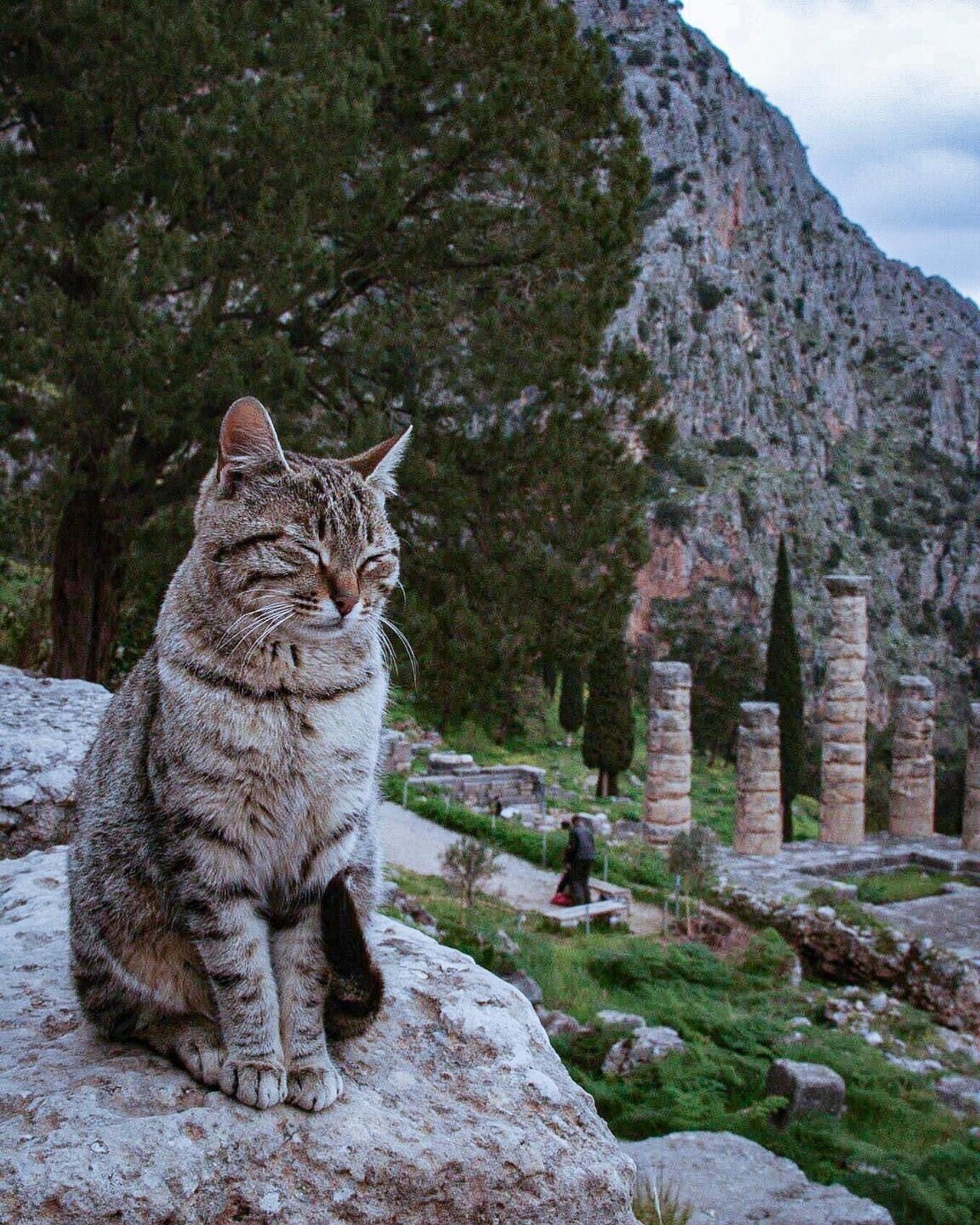 Delphi猫