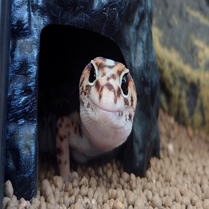 ニシアフと私② 〜卵胞うっ滞〜｜さよりん 