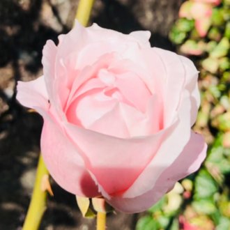 蓮華🪷thesaurus|note