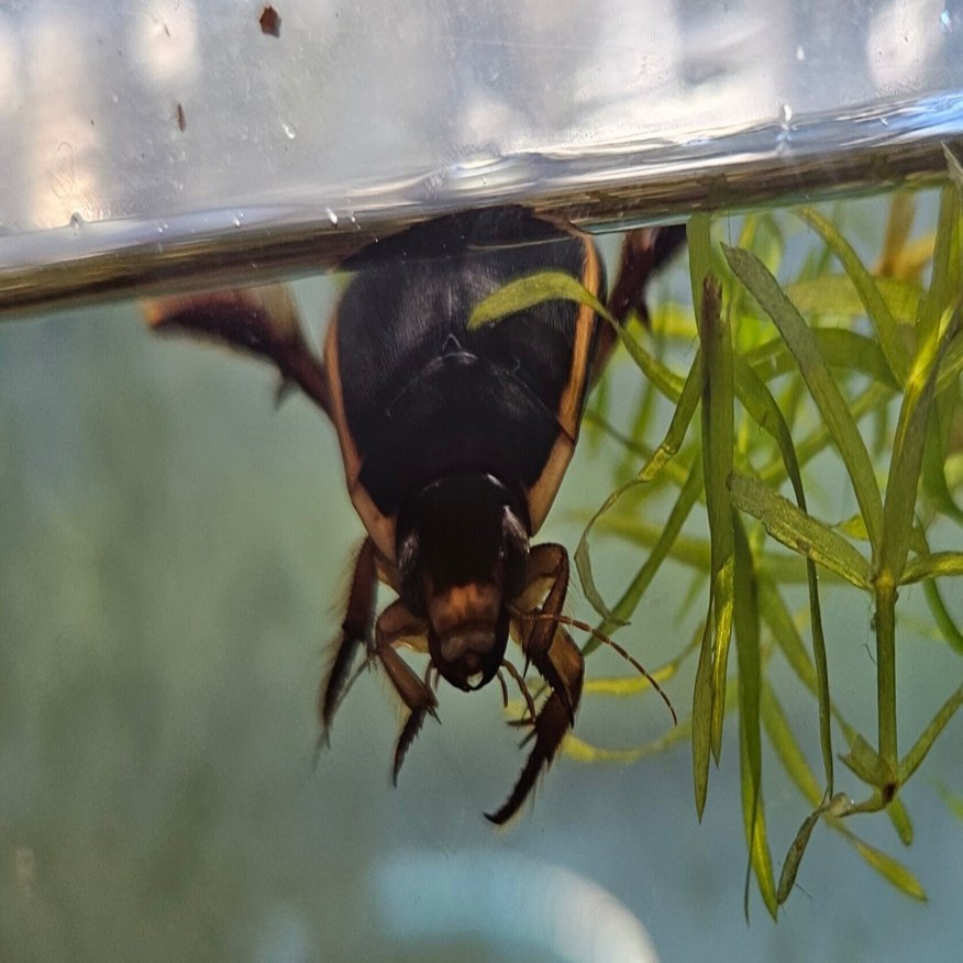 全国自然博物館の旅【13】ファーブル昆虫館「虫の詩人の館」｜美原さつき