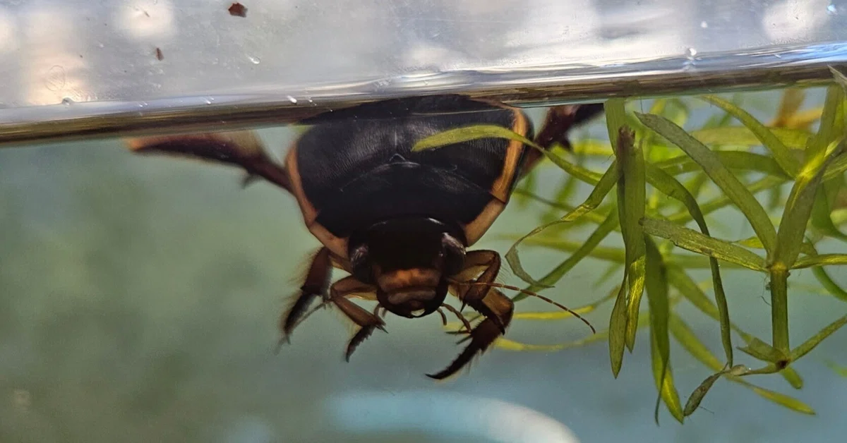全国自然博物館の旅【13】ファーブル昆虫館「虫の詩人の館」｜美原さつき
