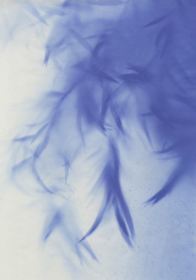 作品出品 2019】ヒロシマの被爆樹木の日光写真を展示します＠は