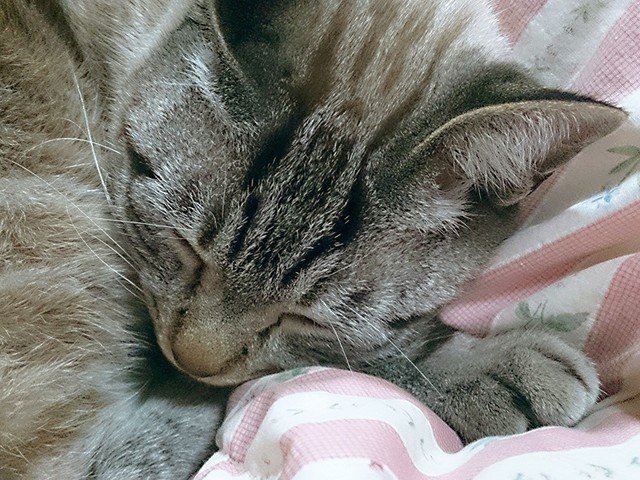 #猫 #ネコ #ねこ #ぬこ #寝子