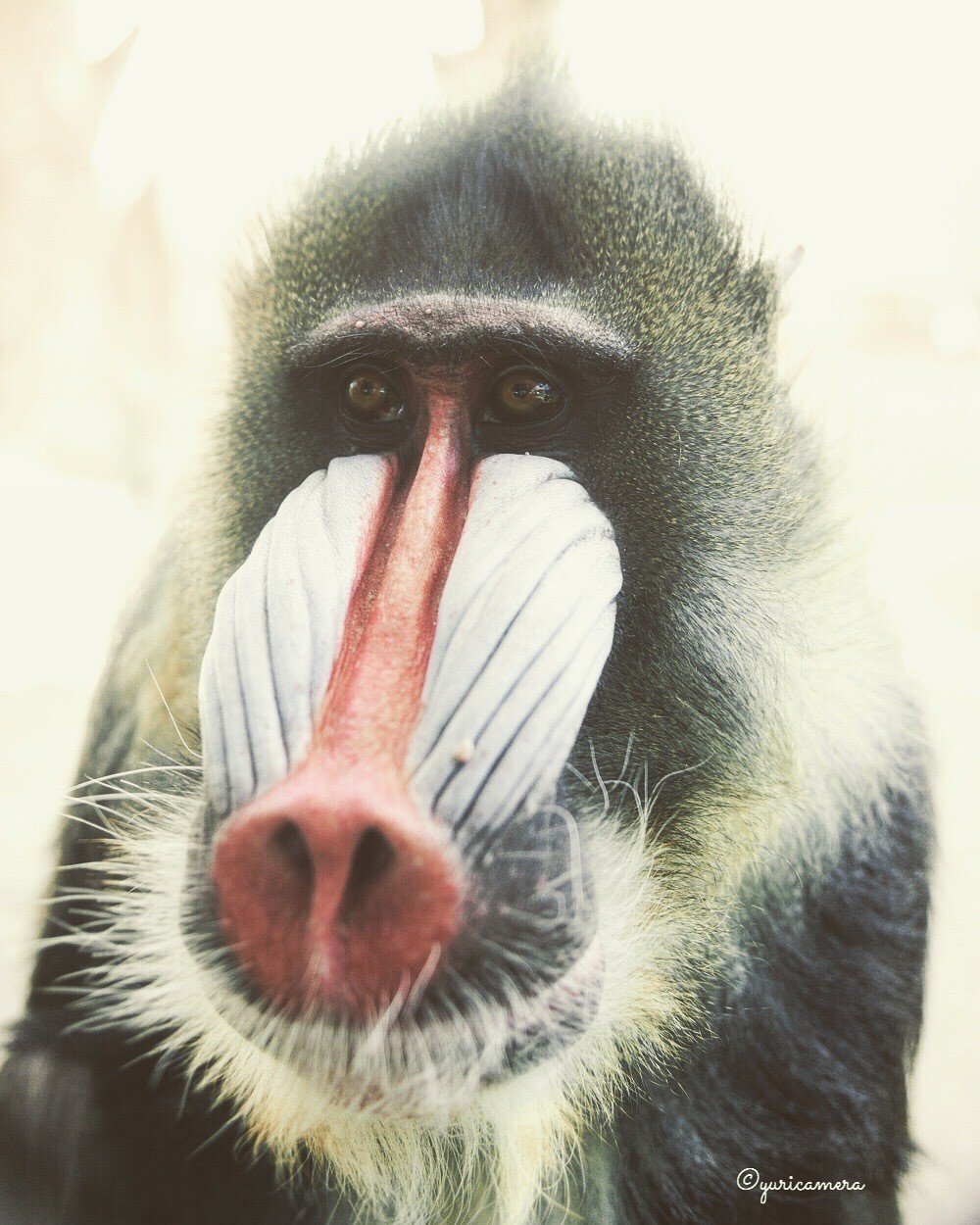 歌舞伎猿 Yuricamera 寺島由里佳 Note 歌舞伎猿 Yuricamera 寺島由里佳 Note