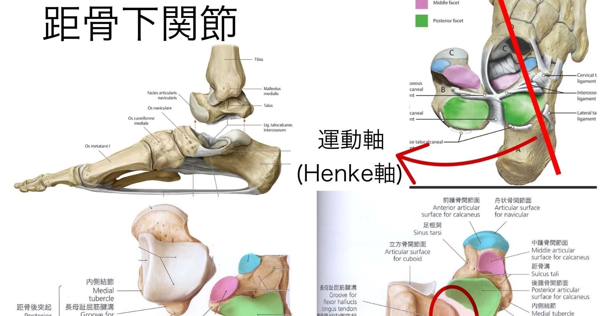PT向け】インソール作成の為の足部解剖学〜後足部（距骨下関節