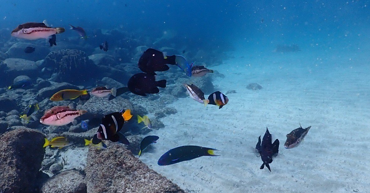 6ed6562377feaeb21c352cdc608294