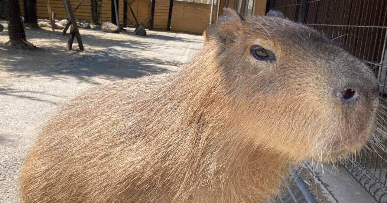 カピバラのソルトが亡くなりました｜那須どうぶつ王国公式note