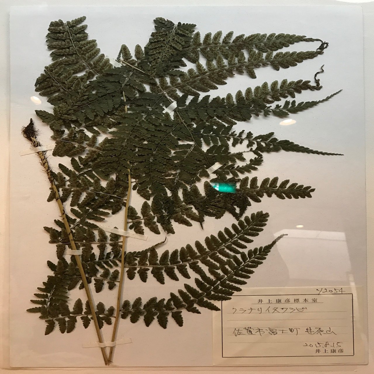 不老不死とか ならんほうがいいですよ 父のインタビューより 一言切り抜きfrom日経 By 倉成英俊