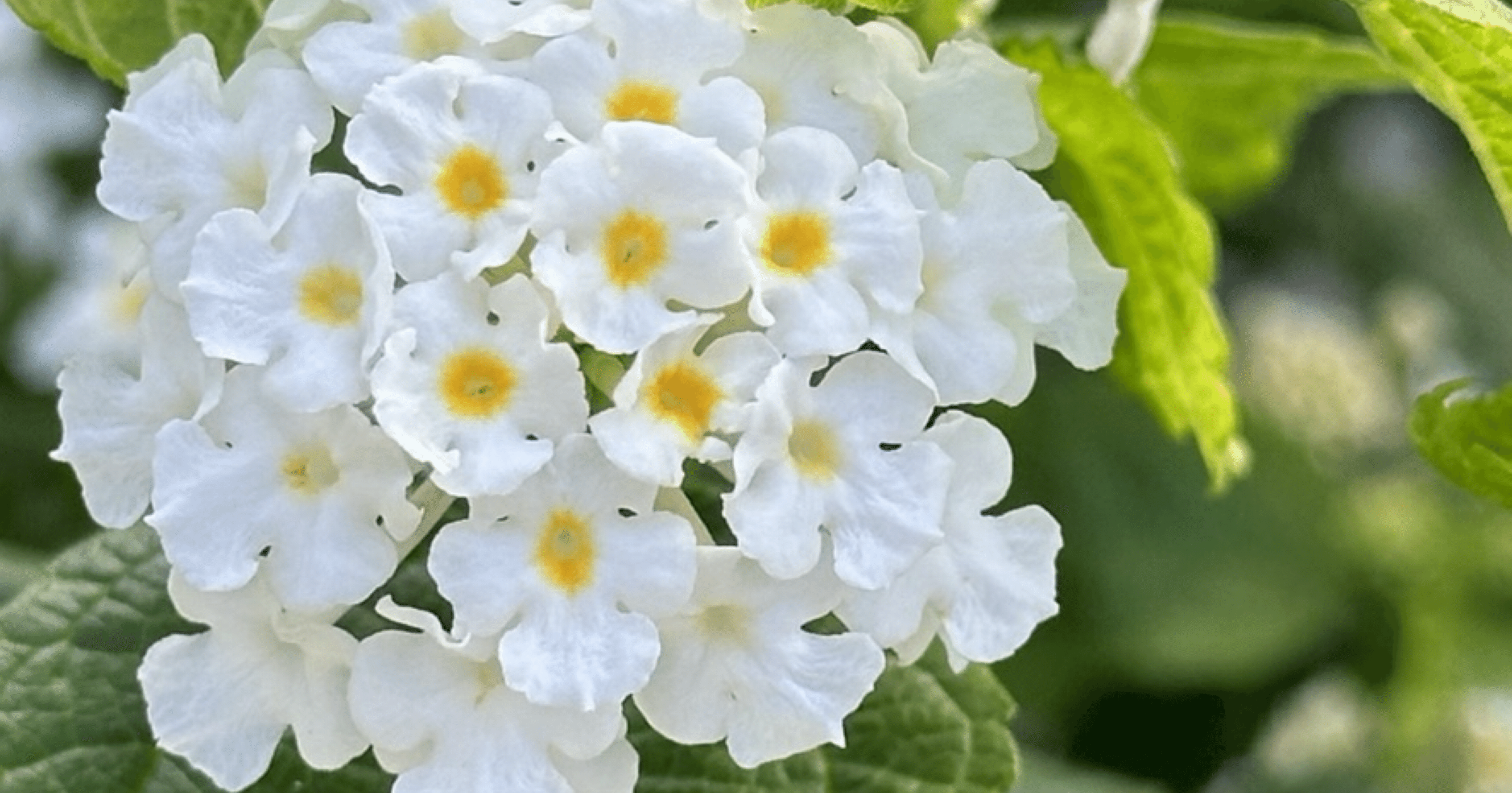 LANTANA - WHITE｜EGGSEED