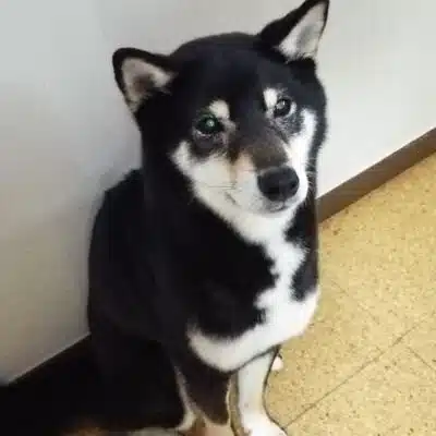 yuzu